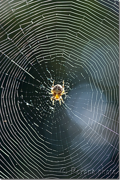 Araignée et sa toile - Spider and its web