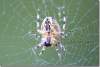 Epeire diadème - Araneus diadematus - Female spider 
