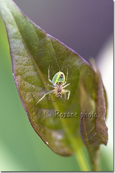 Femelle Araniella - Araignée femelle - Araniella female - Female spider 