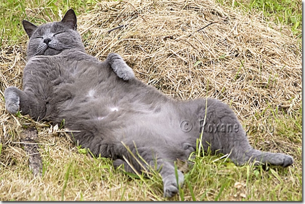 Chartreux mâle - Carthusian cat 