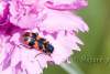 Clairon des abeilles sur un oeillet - Trichodes apiarius - Bugler bees on an eyelet 