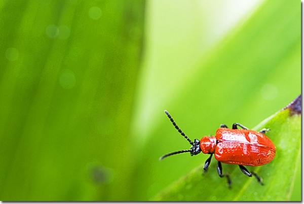 Criocère du lys - Lilioceris lilii - Lily leaf beetle 