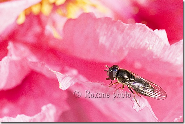 Mouche et pivoine - Fly on a peony