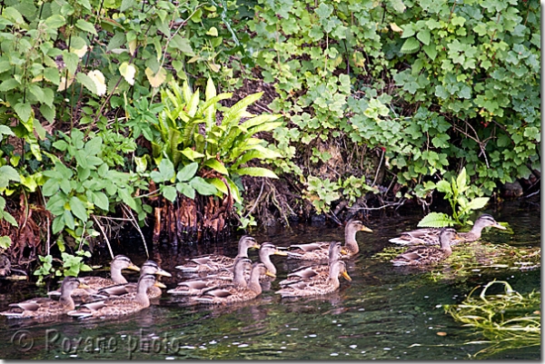 Canetons colvert - Mallard's ducklings - Anas platyrhynchos