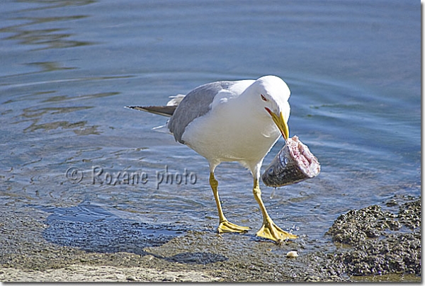 Goéland leucophée - Larus michahellis - Yellow-legged Gull 