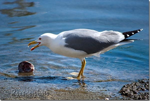 Goéland leucophée - Larus michahellis - Yellow-legged Gull
