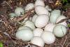 Nid de canes colvert - Nest of mallard - Eure - Normandie