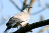 Pigeon ramier - Common Wood pigeon - Columba palumbus