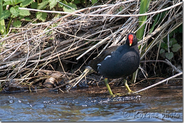 Poule d'eau - Gallinule - Common moorhen - Gallinula chloropus