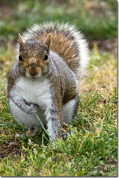 Ecureuil gris - Squirrel - Sciurus carolinensis - Greenwich - London - Londres