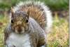 Ecureuil gris - Squirrel - Sciurus carolinensis - Greenwich - London - Londres