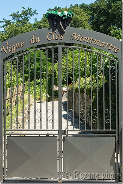 Vigne de Montmartre - Vineyards of Montmartre - Paris