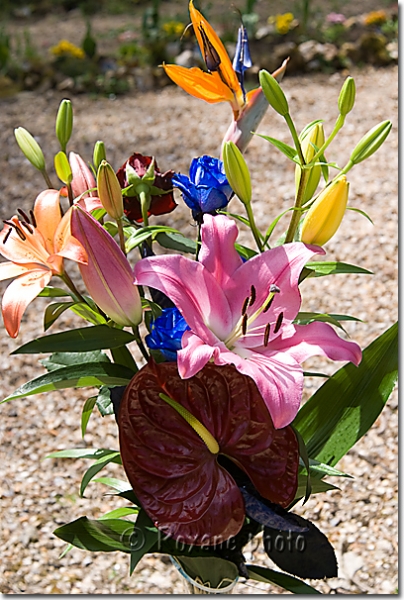 Bouquet de fleurs exotiques - Bouquet of exotic flowers