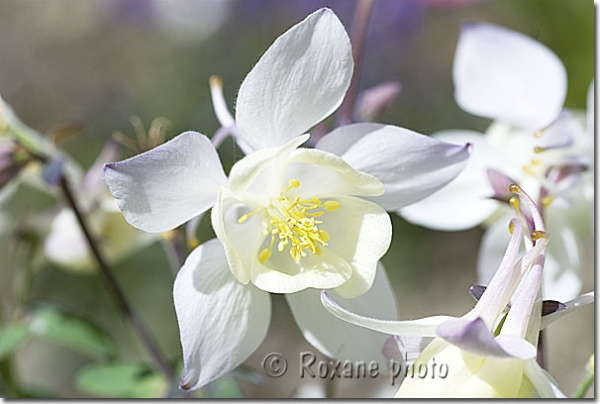 Ancolie Spring magic blanche - Aquilegia Spring Magic white - Aquilegia hydride - Hybride columbine 