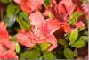 Fleur d'azalée japonica - Azalea japonica flower - Rhododendron