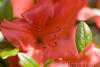 Azalée japonaise rouge - Red azalea japonica - Rhododendron
