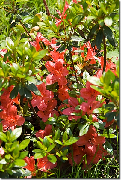 Azalée japonaise à fleurs rouges - Red azalea japonica Rhododendron