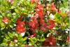 Fleurs d'azalée japonaise - Azalea japonica flowers - Azalea - Rhododendron