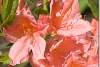 Rhododendron Apricot Nectar