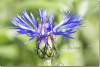 Centaurée des montagnes - Bleuet des montagnes - Centaurea montana - Perennial cornflower 