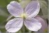 Clématite des montagnes - Anemone clematis - Indian's Virgin's Bower Clematis montana 