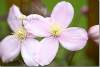 Fleur de clématite des montagnes - Flower of anemone clematis - Indian's Virgin's Bower - Clematis montana