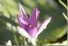 Crocus tommasinianus Lilac Beauty - Tomasini's crocus Lilac Beauty Tommies 