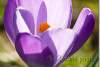 Fleur de crocus vernus - Crocus speciosus' flower