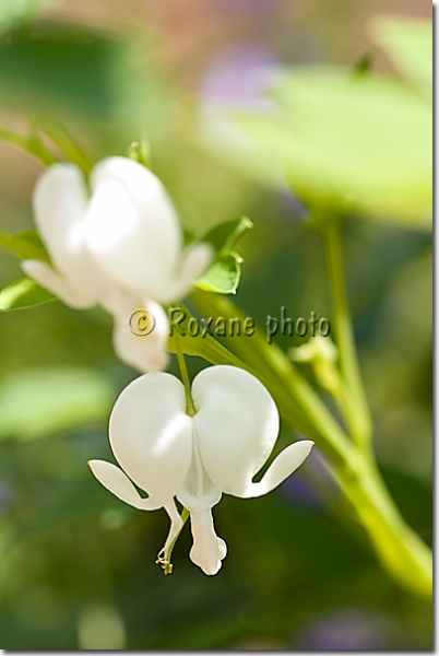 Fleur de dicentra blanc - Dicentra spectabilis Alba - Bleeding heart