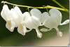 Fleurs de dicentra blanc - Dicentra spectabilis Alba - Bleeding heart