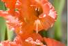 Fleurs de glaïeul Peter Pears - Gladiolus - Gladiolus Peter Pears