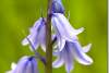 Jacinthe des bois - Bluebell - Hyacinthoides non scripta