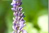 Fleur de lavande - Lavender flower - Lavandula angustifolia