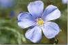 Fleur de lin - Flax flower - Linum usitatissimum