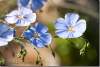 Fleurs de lin - Flax flowers - Linum usitatissimum