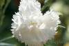 Oeillet des fleuristes blanc - Dianthus caryophyllus - White carnation