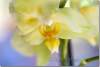 Orchidée phalaenopsis jaune - Orchidaceae - Yellow orchid