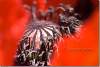 Pistil de pavot somnifère - Papaver somniferum - Red poppy