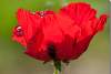 Pavot somnifère rouge - Red sleeping poppy