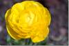 Renoncule des fleuristes jaune - Yellow buttercup - Ranunculus asiaticus