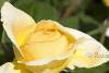 Rose Bataclan Années folles - Rosa - Yellow rose Bataclan - Roaring Twenties rose 