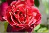 Rose Nuit de Chine Bataclan Années folles - Roaring Twenties rose - Rosa