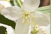 Fleur de seringat - Seringa - Philadelphus - Syringa's flower 
