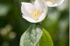 Fleurs de seringat - Seringa - Philadelphus