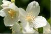 Fleurs de seringa - Seringat's flower - Philadelphus