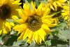 Soleil Yellow spray - Helianthus annuus - Sunflower