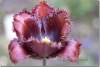 Tulipe hybride rouge sombre - Tulipa - Tulip 