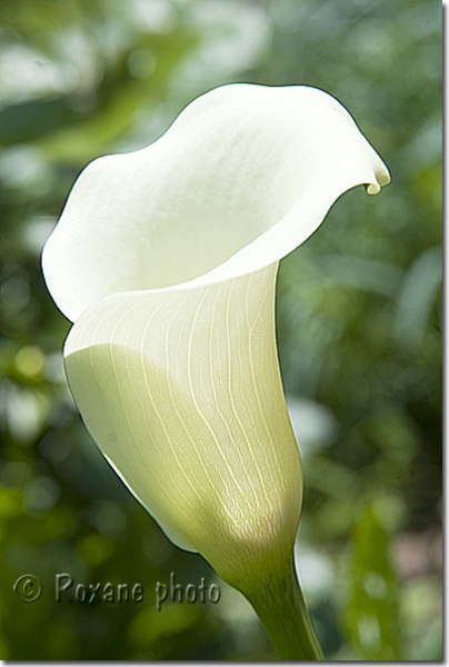 Zantedeschia Albomaculata blanc Calla Lily - Spotted Calla Lily - Araceae 