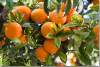 Oranges douces - Sweet oranges - Citrus sinensis