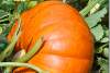 Potiron - Winter squash - Pumpkin - Cucurbita maxima